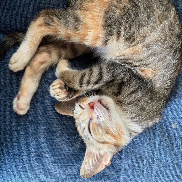 Meet your Posher, Caitlin - Picture 11 of 12